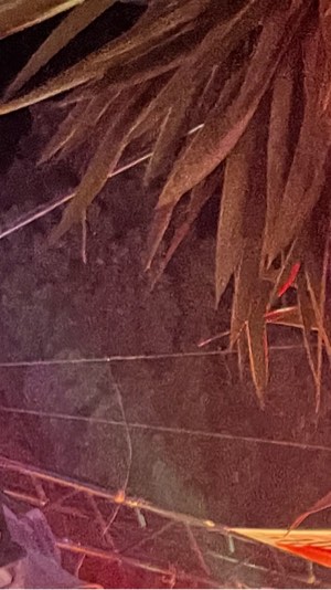 Project x hausparty – Party & Nightlife in Frankfurt am Main